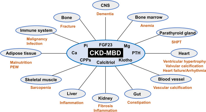 <p>Systemic Impact of CKD-MBD