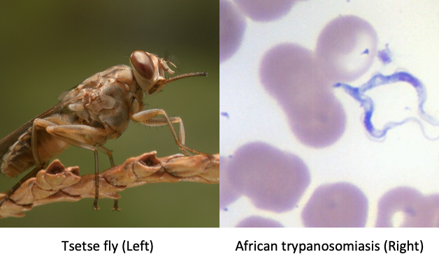 Vector and Organism of Human African Trypanosomiasis