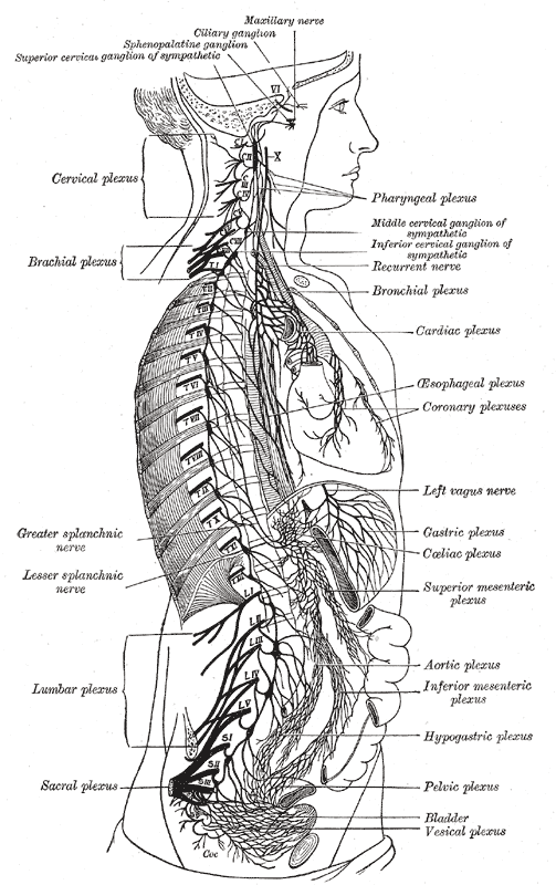 <p>Nerve Plexuses. This illustration shows the autonomic nervous system and the thoracic, abdominal, and pelvic plexuses.</p>