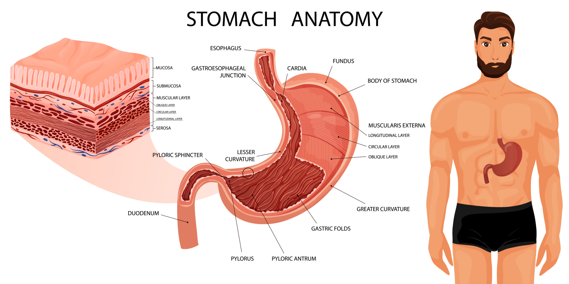 <p>Stomach Anatomy</p>