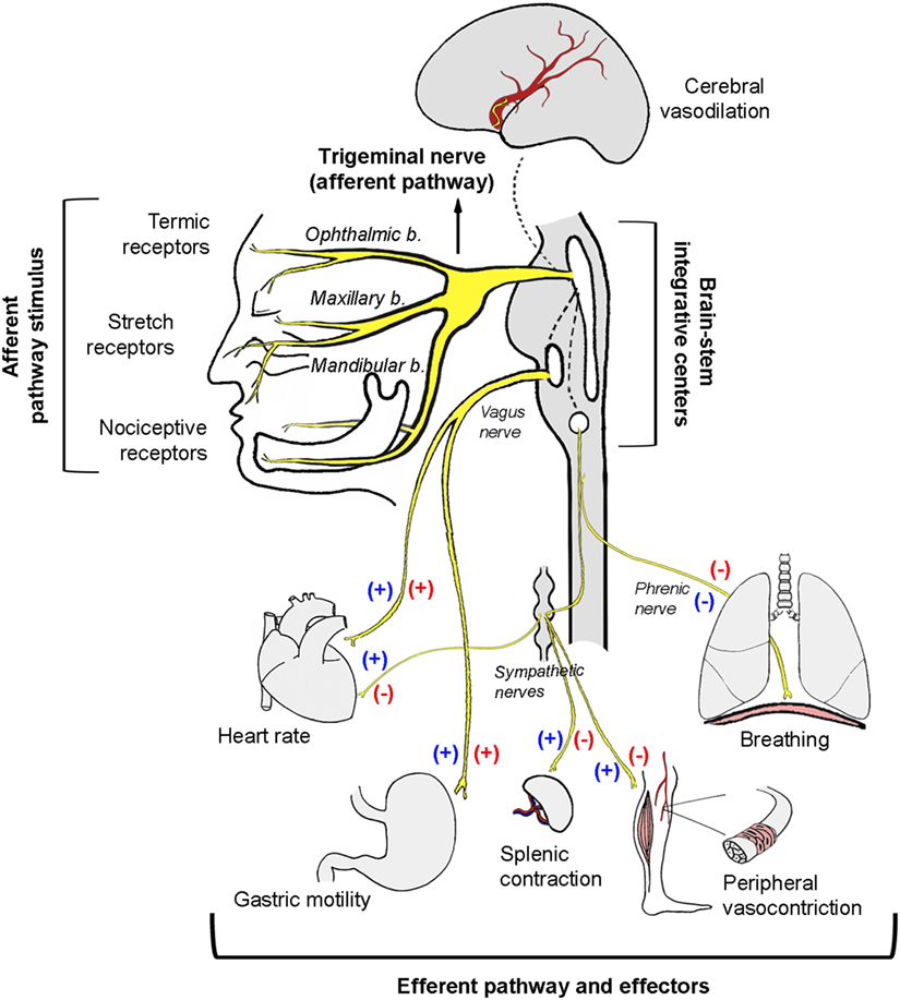 <p>Schematic&nbsp;Diagram of Trigeminal Nerve Stimulation Effects