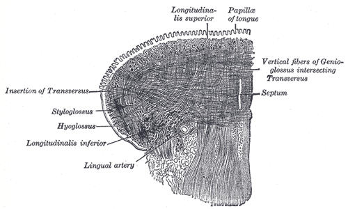 The Mouth, Coronal section of tongue; showing intrinsic muscles, Insertion of Transversus, Styloglossus, Hyoglossus, Longitudinalis inferior, Lingual artery, Longitudinalis superior, Papillae of tongue, Septum, Vertical fibers of Genioglossus intersecting transversus 