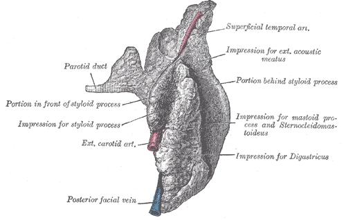 The Mouth, Right parotid gland; Posterior and deep aspects, Parotid duct, Styloid process, Exterior carotid artery, Facial vein, Superficial temporal artery