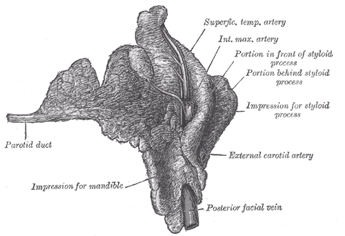 The Mouth, Right parotid gland; Deep and anterior aspects