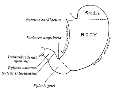 The Stomach, Outline of stomach; showing its anatomical landmarks, Fundus, Pyloric part; Antrum, Pyloroduodenal opening, Sulcus intermedius, Antrum cardiacum
