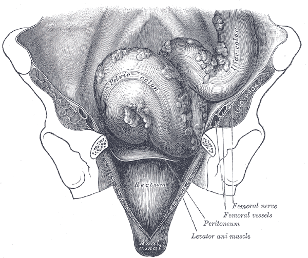 The Large Intestine, Iliac colon, sigmoid or pelvic colon, and rectum seen from the front, after removal of pubic bones and bladder, Femoral Nerve; Vessels, Peritoneum, Levator ani muscle