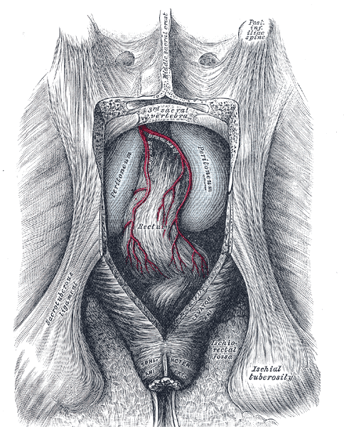 The Large Intestine, The posterior aspect of the rectum exposed by removing the lower part of the sacrum and the coccyx, Ischial tuberosity, sacrotuberous ligament