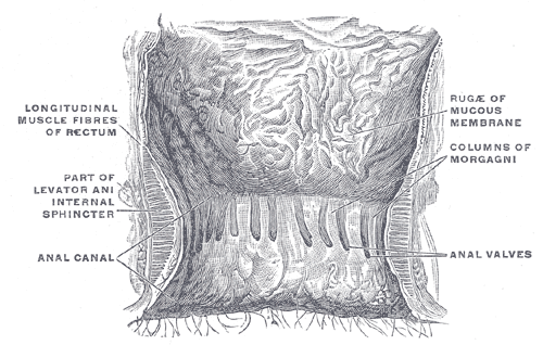 <p>The Large Intestine, The interior of the anal cami and lower part of the rectum, showing the columns of Morgagni and the a