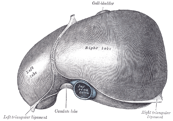 <p>The Liver, The superior surface of the liver</p>