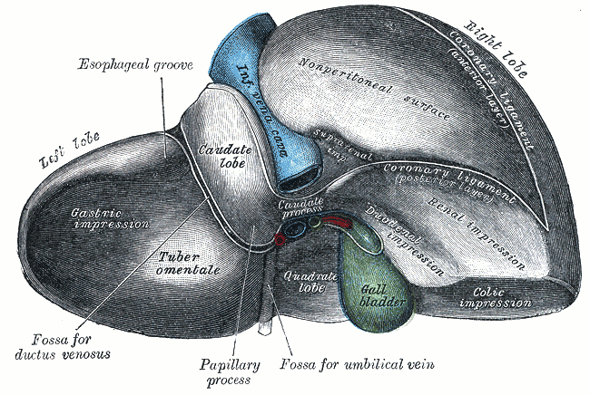<p>The liver, Posterior and inferior surfaces of the liver</p>