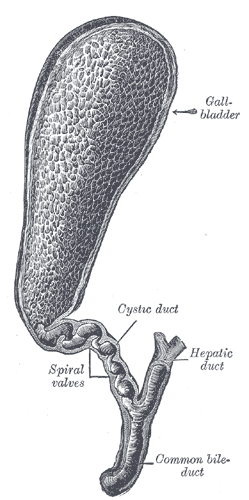 <p>The Liver, The gall-bladder and bile ducts laid open, Cystic duct, Spiral valves, Common bile duct</p>