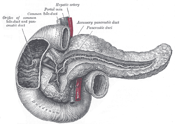 <p>The Pancreas, The pancreatic duct, Orifice of common bile-duct and pancreatic duct, Accessory pancreatic duct</p>