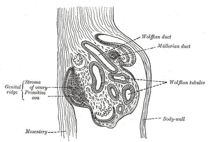 The Urogenital Apparatus, Section of the urogenital fold of a chick embryo of the fourth day, Wolffian tubules and  duct, Mullerian duct