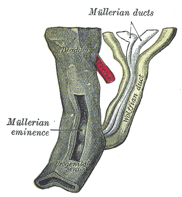 The Urogenital Apparatus, Urogenital sinus of female human embryo of eight and a half to nine weeks old, Mullerian duct, Wolffian duct
