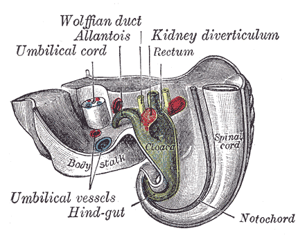 The Urogenital Apparatus, Tail end of human embryo twenty-five to twenty-nine days old, Wolffian duct, Allantois, Kidney diverticulum, Rectum, Hind-gut, Notochord, Spinal cord