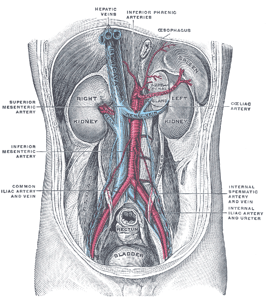 The Urinary Organs, Posterior abdominal wall; after removal of the peritoneum; showing kidneys, suprarenal capsules, and great vessels