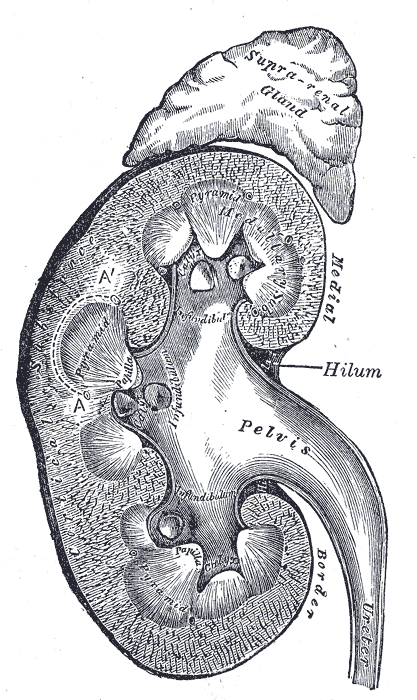 The Urinary Organs, Vertical section of kidney, Suprarenal gland, Helium, Pelvis, Ureter, Pyramid, Infundibulum
