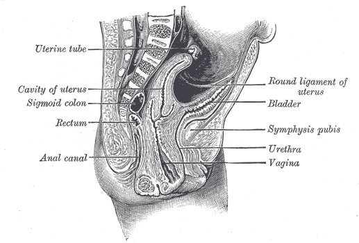 <p>The Urinary Bladder, Sagittal section through the pelvis of a newly born female child, Vagina, Urethra, Anal canal</p>