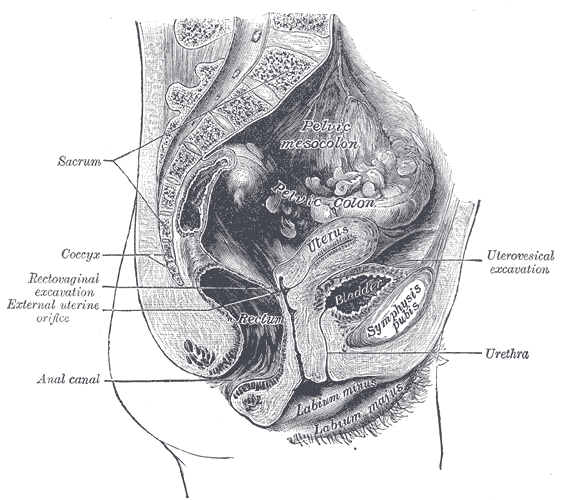 The Urinary Bladder, Median sagittal section of female pelvis