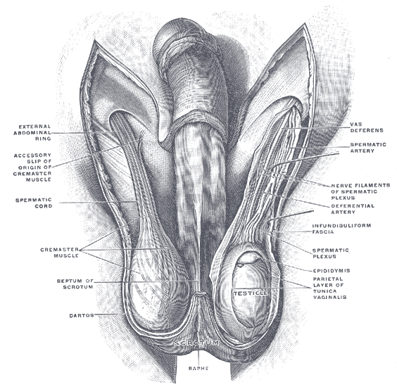 The Male Genital Organs, The scrotum. On the left side the cavity of the tunica vaginalis has been opened; on the right side only the layers superficial to the Cremaster have been removed