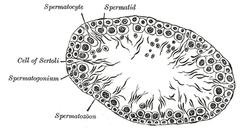 The Male Genital organs, Transverse section of a tubule of the testis of a rat