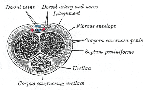 The Penis, Transverse Section of the Penis, Corpus Cavernosum Urethrae, Urethra, Septum Pectiniforme, Corpora Cavernosa Penis, Fibrous Envelope