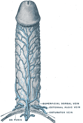 <p>The Penis, Veins of the penis</p>