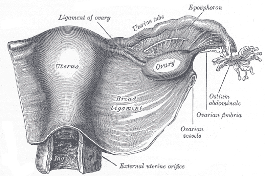 The Female Genital Organs, Uterus and right broad ligament; seen from behind, Uterine Tube, Ovary, Epoophoron, Ovarian Fimbria