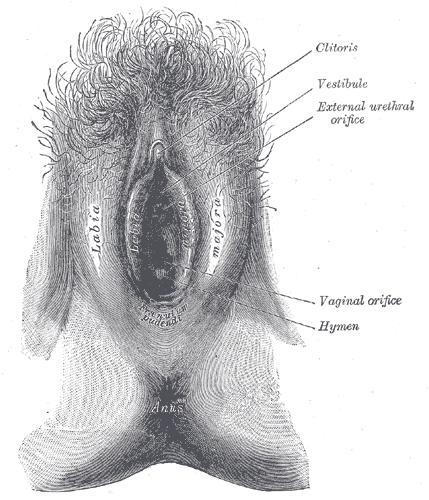 <p>The External Organs of the Vagina, External genital organs of female, The labia minora have been drawn apart</p>