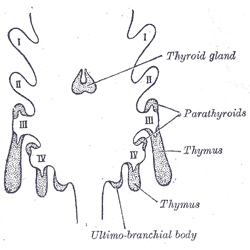 The Ductless Glands, Scheme showing development of branchial epithelial bodies, Thyroid Gland, Parathyroids, Thymus