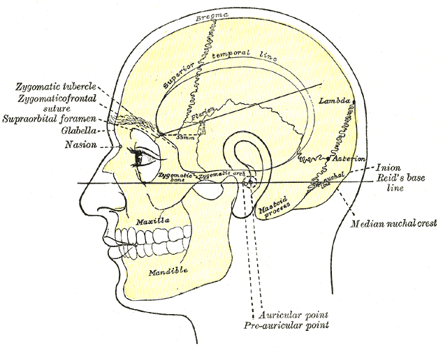 Surface Anatomy Surface Markings,  Side view of head; showing surface relations of bones, Zygomatic Tubercle, Zygomaticofrontal suture, Supraorbital foramen, Glabella, Nasion, Inion, Reid's Base line Superior temporal line, Bregma, Lambda, Asterion  