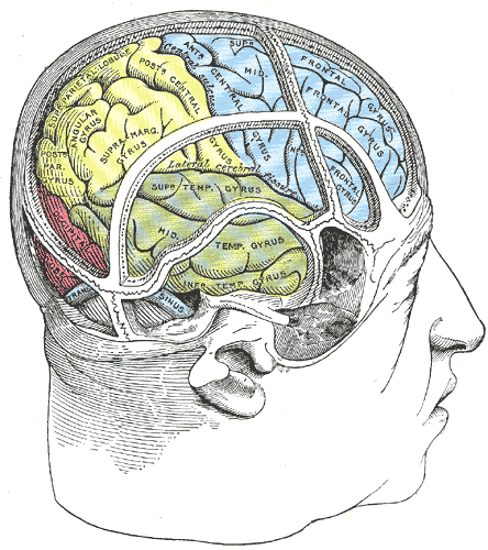 Drawing of a cast by Cunningham to illustrate the relations of the brain to the skull; Temporal Lobe, Occipital lobe, Frontal lobe