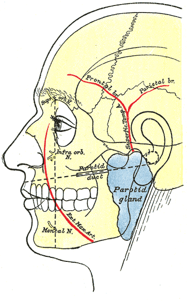 The Surface Markings of Special regions of the Head, Outline of side of face; showing chief surface markings, Mental Nerve, Exterior Maxillary Artery, Infra orbital nerve, Parotid duct, Parotid gland