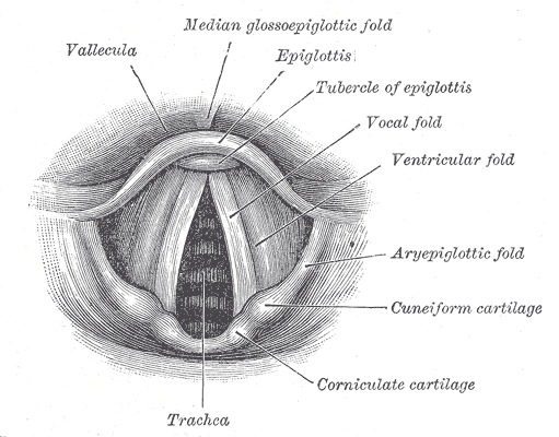 Laryngoscopic view of interior of larynx, Vallecula, Vocal fold, Tubercle of epiglottis, Epiglottis, Trachea, Corniculate cartilage
