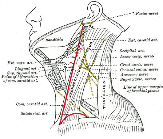 Side of neck, showing chief surface markings, Sternocleidomastoideus, Trapezius, Omohyoideus, Nerves and Arteries of the neck