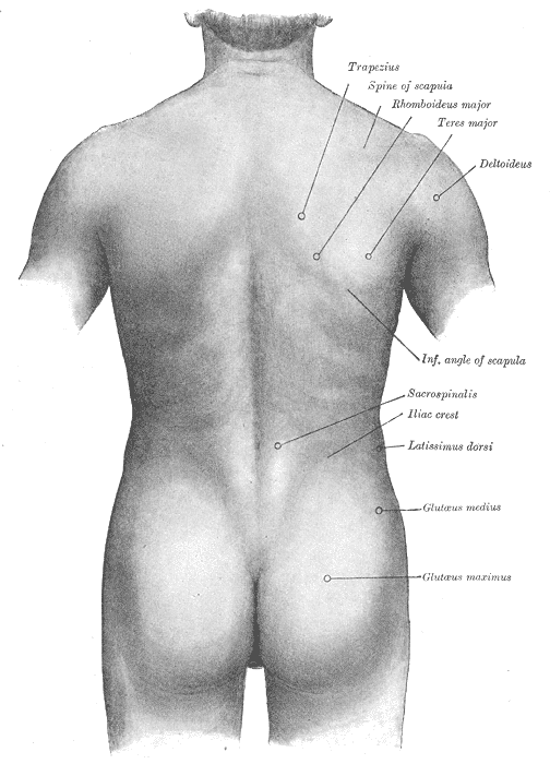 Surface anatomy of the back, Trapezius, Spine of Scapula, Rhomboideus major, Teres Major, Deltoideus, Inferior Angle of Scapula, Sacrospinalis, Iliac crest, Latissimus Dorsi, Glutaeus Medius and Maximus