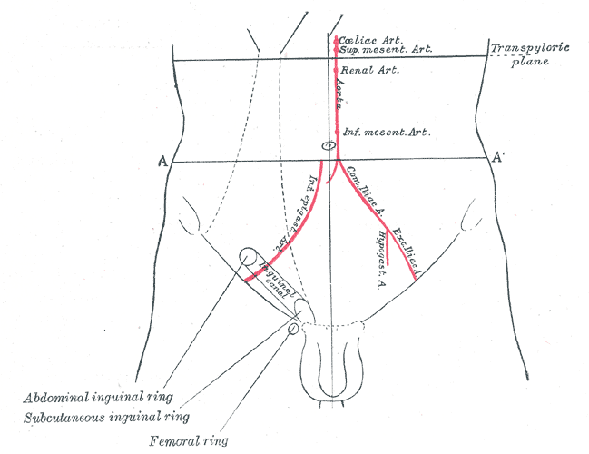<p>Front of abdomen, showing surface markings for arteries and inguinal canal</p>