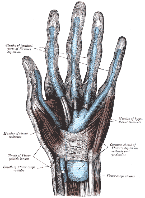 The mucous sheaths of the tendons on the front of the wrist and digits