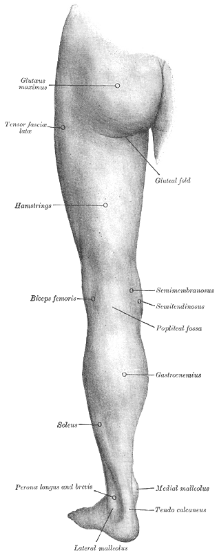 Anatomy of the Back of left lower extremity, Lateral Malleolus, Tendo calcaneus, Medial malleolus, Soleus, Gastrocnemius, Popliteal fossa, Biceps femoris, Semimembranosus, Semitendinosus, Hamstring, Gluteal fold