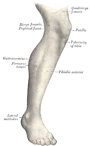 The Anatomy of the Lateral aspect of right leg, Lateral malleolus, Tibialis anterior, Peroneus longus, Tuberosity of tibia, Patella, Biceps femoris, Popliteal fossa, Quadriceps femoris