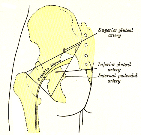 Left gluteal region, showing surface markings for arteries and sciatic nerve