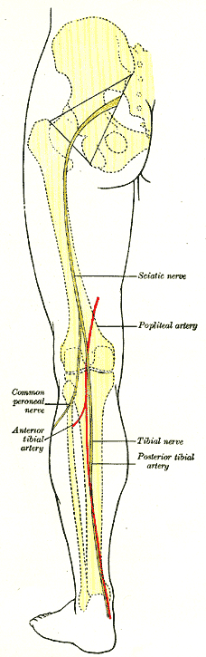 <p>Back of left lower extremity, showing surface markings for bones, vessels, and nerves, Common peroneal nerve, Tibial Nerve