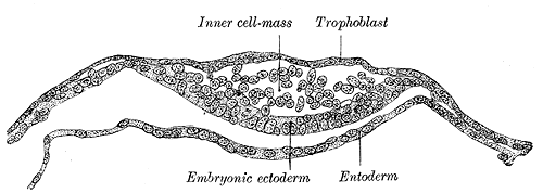 <p>Segmentation of the Fertilized Ovum, Section through embryonic disk of Vespertilio murinus, Trophoblast, Embryonic ectoder