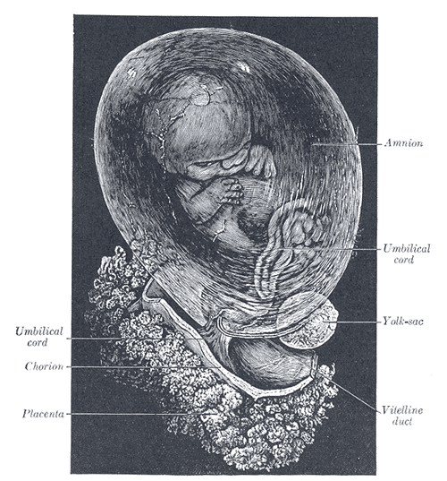 <p>Development of the Fetal Membranes and Placenta, Fetus of about eight weeks; enclosed in the amnion, Umbilical cord, Chori