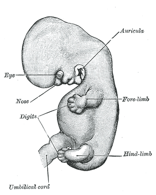 The Branchial Region, Embryo of about six weeks, Umbilical cord, Embryology 