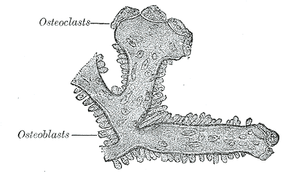 Bone, Osteoblasts and osteoclasts on trabecula of lower jaw of calf embryo