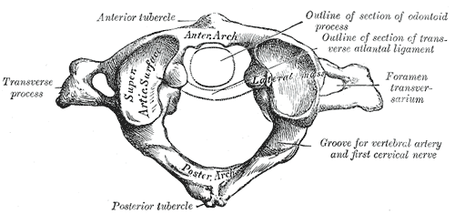 <p>First Cervical Vertebra. Superior view of the first cervical vertebra, aka atlas.</p>
