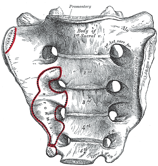 The Sacral and Coccygeal Vertebrae, Sacrum; Pelvic surface