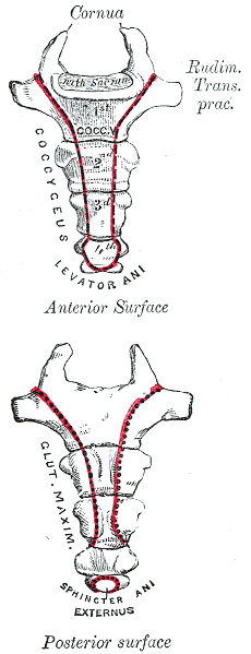 <p>The Sacral and Coccygeal Vertebrae, Coccyx</p>