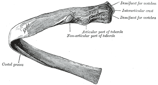 The Ribs, A central rib of the left side; viewed from behind